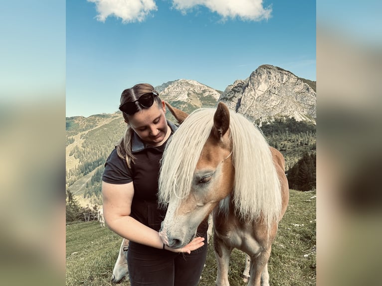 Haflinger / Avelignese Giumenta 2 Anni 153 cm Sauro in Münster