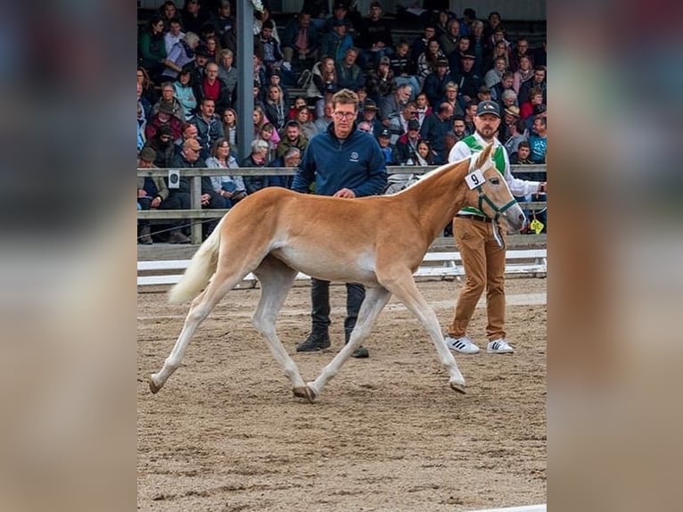 Haflinger / Avelignese Giumenta 2 Anni 153 cm Sauro in Münster