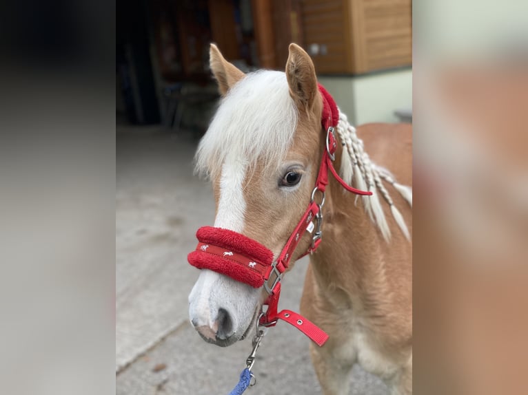 Haflinger / Avelignese Giumenta 2 Anni 153 cm Sauro in Münster