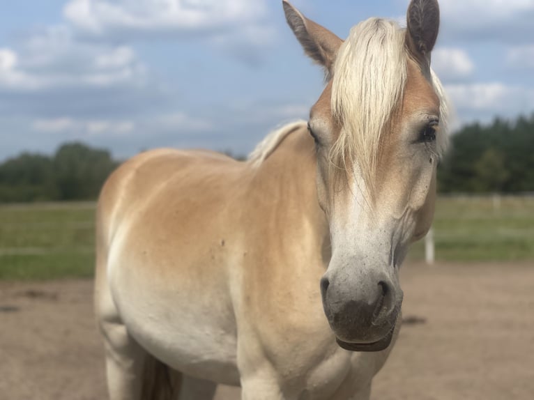 Haflinger / Avelignese Giumenta 2 Anni 155 cm in Trebbin