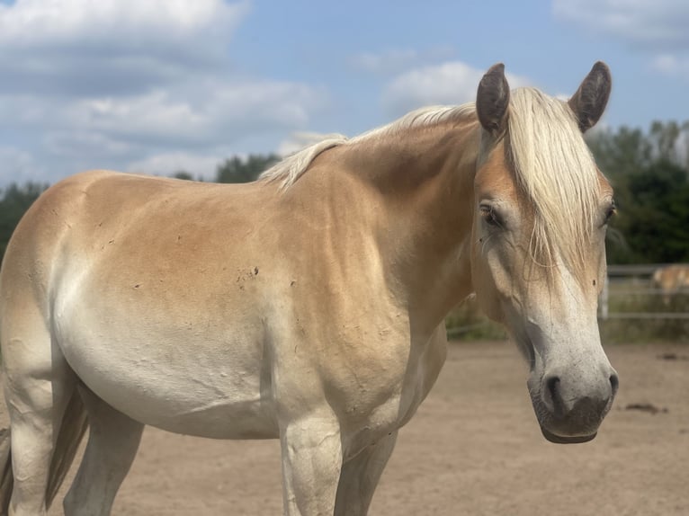 Haflinger / Avelignese Giumenta 2 Anni 155 cm in Trebbin