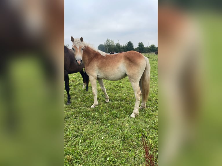 Haflinger / Avelignese Giumenta 2 Anni in Sendenhorst