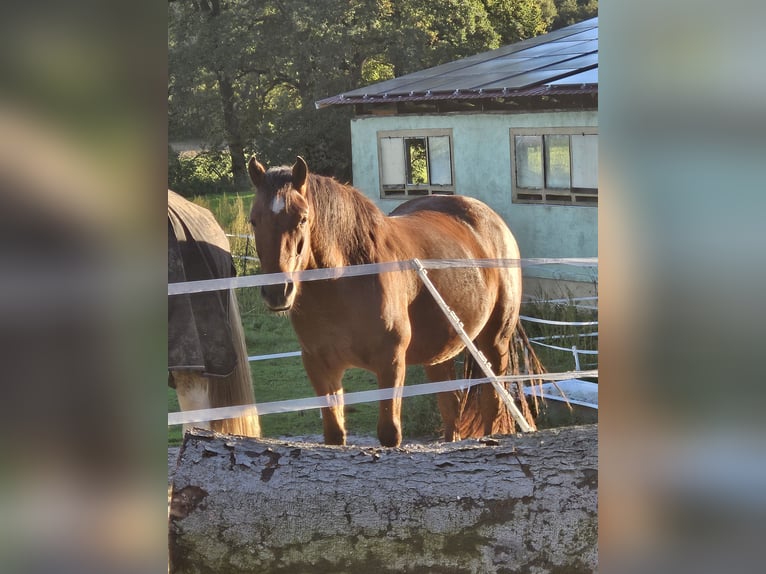 Haflinger / Avelignese Mix Giumenta 3 Anni 137 cm Baio in Dähre