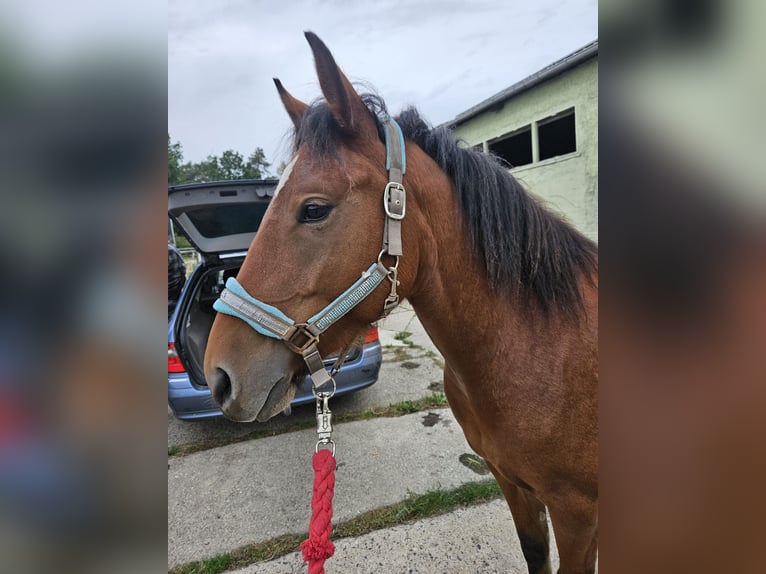 Haflinger / Avelignese Mix Giumenta 3 Anni 137 cm Baio in Dähre