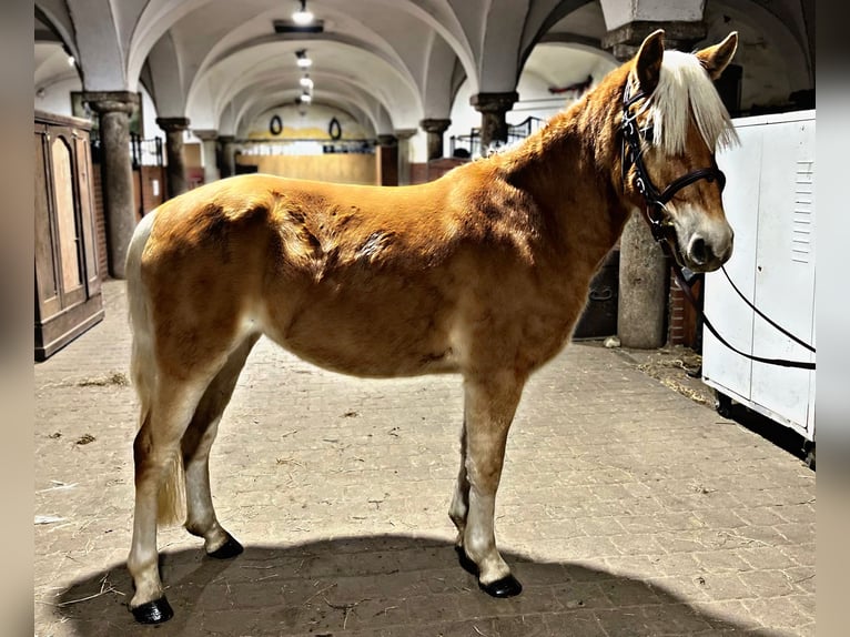 Haflinger / Avelignese Giumenta 3 Anni 140 cm Sauro scuro in Strzegom