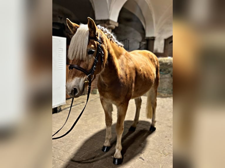 Haflinger / Avelignese Giumenta 3 Anni 140 cm Sauro scuro in Strzegom