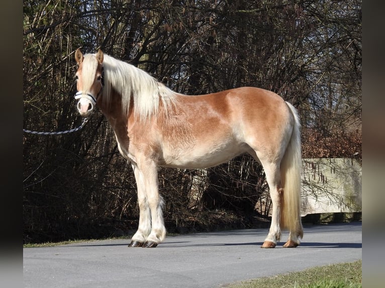 Haflinger / Avelignese Giumenta 3 Anni 142 cm Sauro in Verl