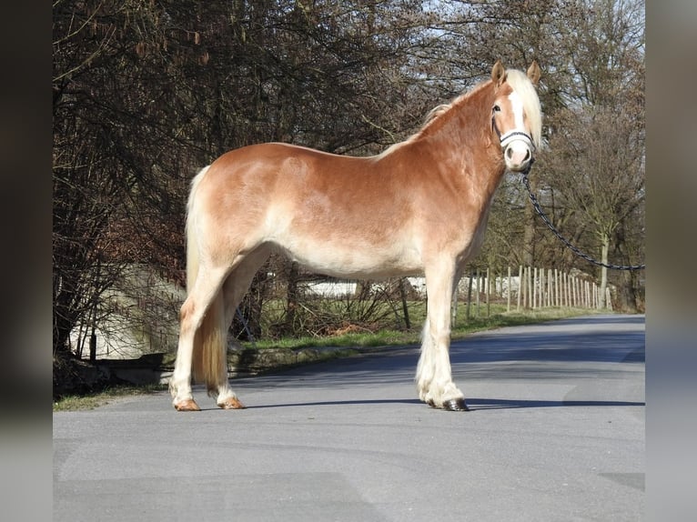 Haflinger / Avelignese Giumenta 3 Anni 142 cm Sauro in Verl