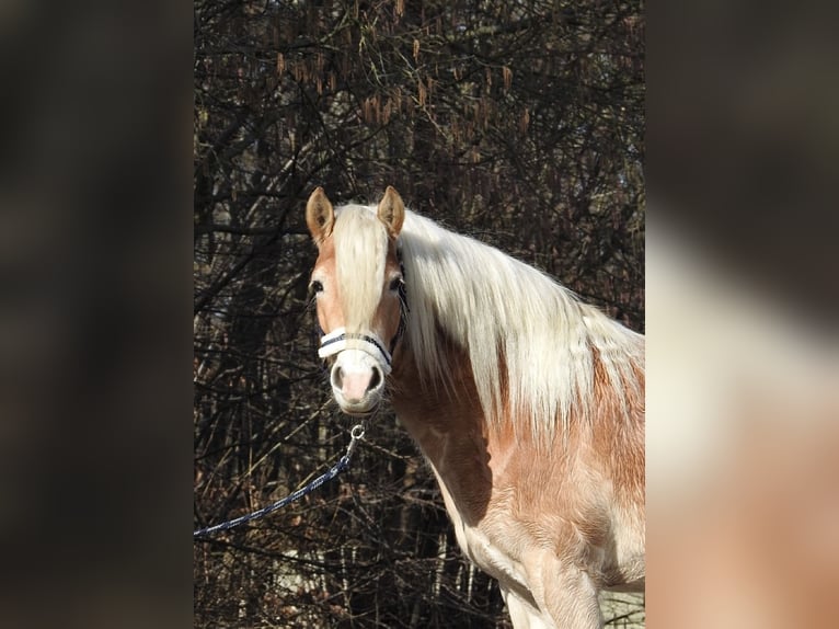 Haflinger / Avelignese Giumenta 3 Anni 142 cm Sauro in Verl