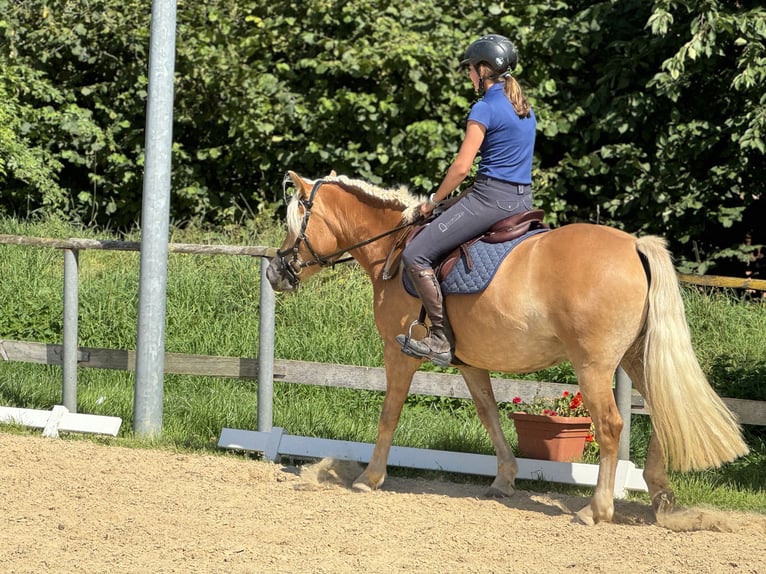 Haflinger / Avelignese Giumenta 3 Anni 143 cm Sauro in Niederbösa