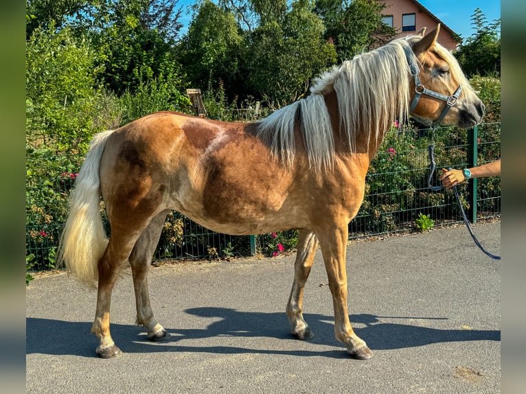 Haflinger / Avelignese Giumenta 3 Anni 143 cm Sauro in Niederbösa