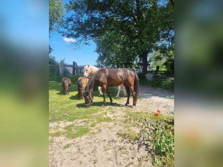 Haflinger / Avelignese Mix Giumenta 3 Anni 144 cm Morello in Sömmerda Ortsteil Orlishausen