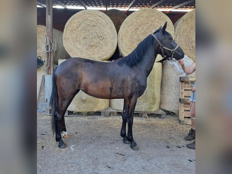 Haflinger / Avelignese Mix Giumenta 3 Anni 144 cm Morello in Sömmerda Ortsteil Orlishausen