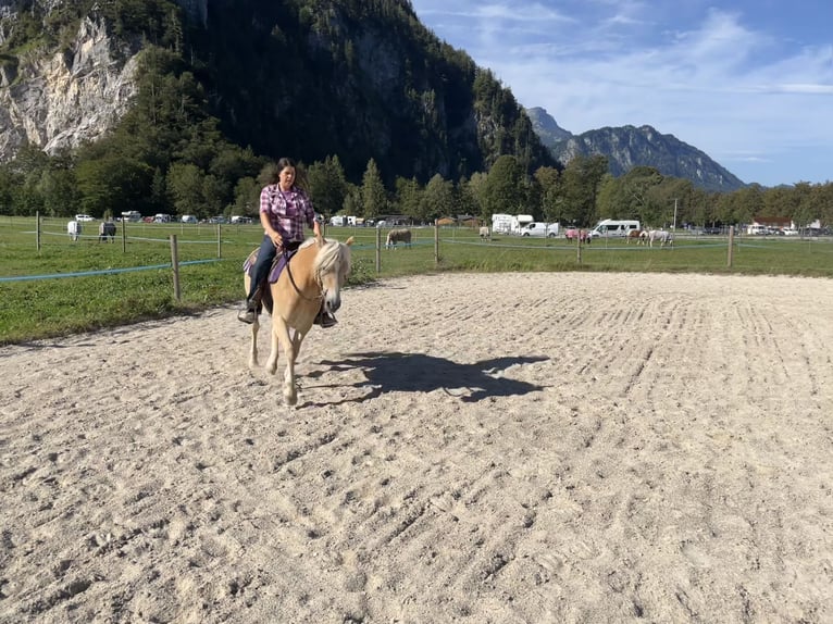 Haflinger / Avelignese Giumenta 3 Anni 144 cm Palomino in Weißenbach