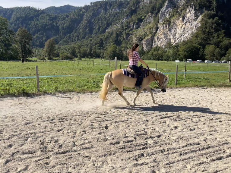 Haflinger / Avelignese Giumenta 3 Anni 144 cm Palomino in Weißenbach