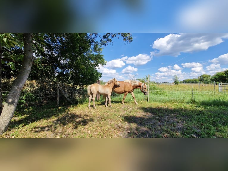 Haflinger / Avelignese Giumenta 3 Anni 145 cm Sauro in Schulzendorf