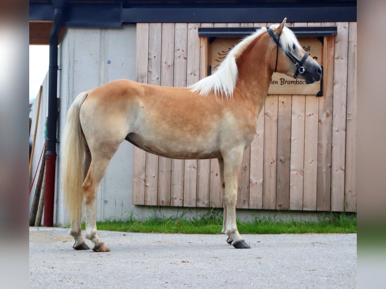 Haflinger / Avelignese Giumenta 3 Anni 145 cm Sauro in Kirchbichl