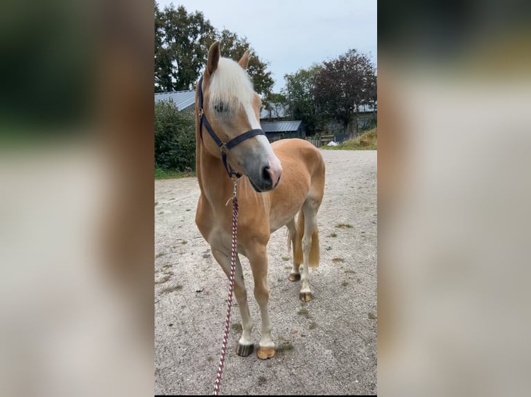 Haflinger / Avelignese Giumenta 3 Anni 147 cm in Deurne