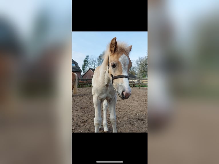 Haflinger / Avelignese Giumenta 3 Anni 147 cm in Deurne