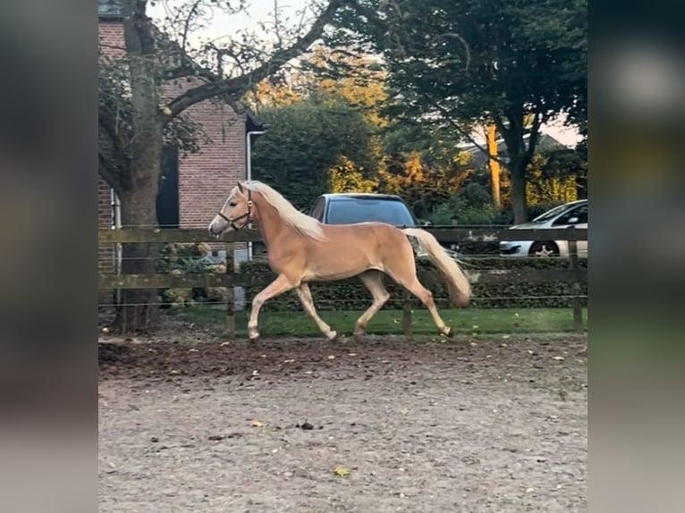 Haflinger / Avelignese Giumenta 3 Anni 147 cm in Deurne