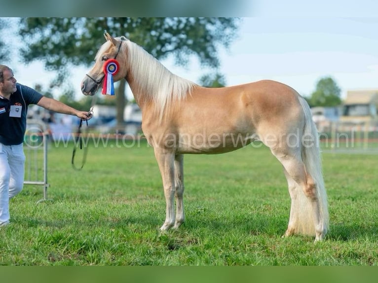 Haflinger / Avelignese Giumenta 3 Anni 147 cm in Deurne