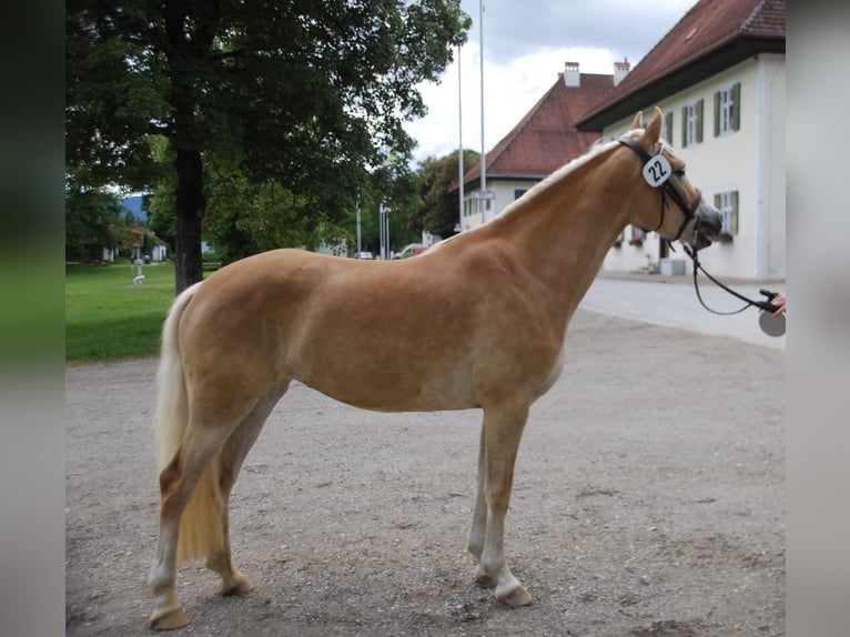 Haflinger / Avelignese Giumenta 3 Anni 147 cm Palomino in Obersöchering