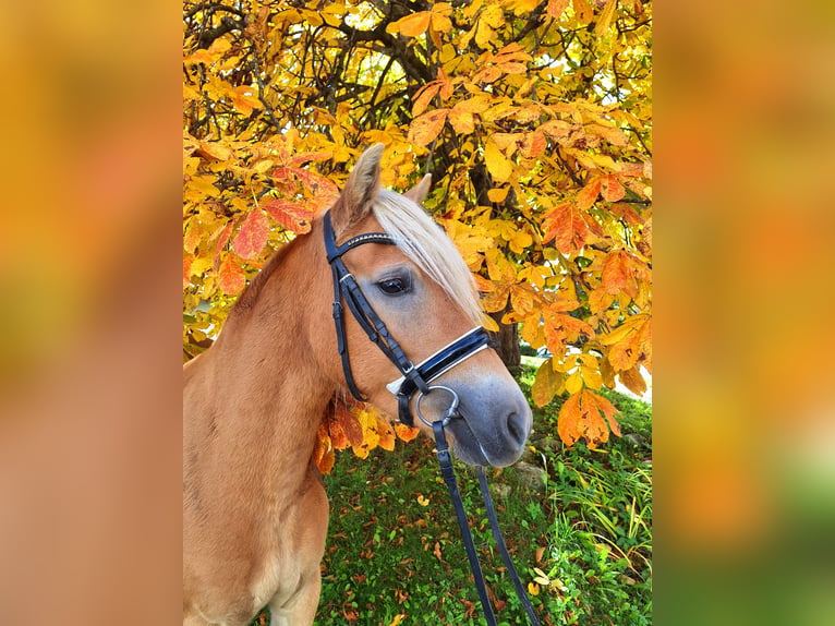 Haflinger / Avelignese Giumenta 3 Anni 147 cm Sauro in Mühlen