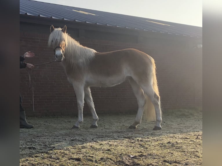 Haflinger / Avelignese Giumenta 3 Anni 147 cm Sauro in Schijndel