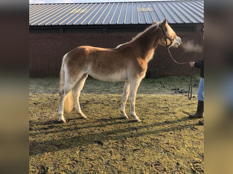 Haflinger / Avelignese Giumenta 3 Anni 147 cm Sauro in Schijndel