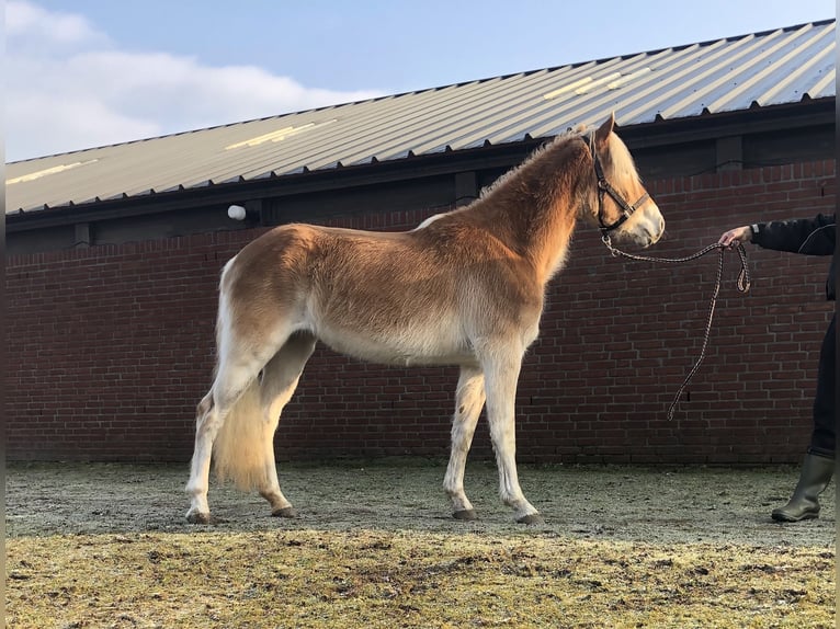 Haflinger / Avelignese Giumenta 3 Anni 147 cm Sauro in Schijndel