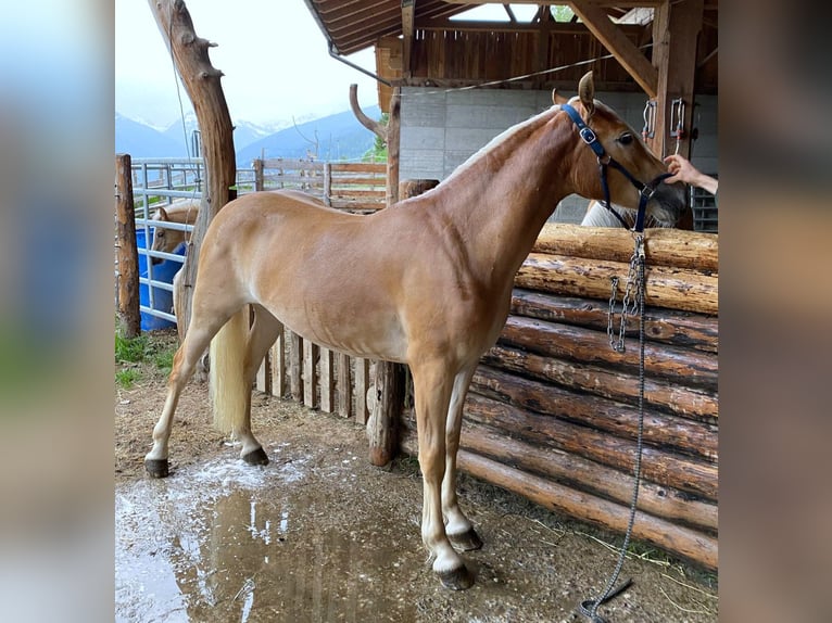 Haflinger / Avelignese Giumenta 3 Anni 147 cm Sauro in Bozen/Südtirol