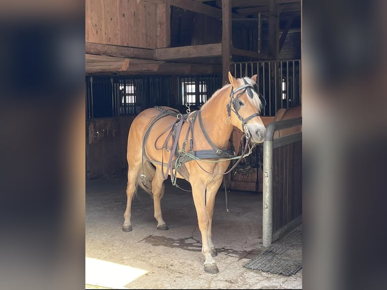 Haflinger / Avelignese Giumenta 3 Anni 148 cm in Unterthingau