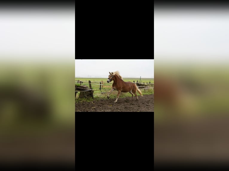 Haflinger / Avelignese Giumenta 3 Anni 148 cm Sauro in Sas van Gent