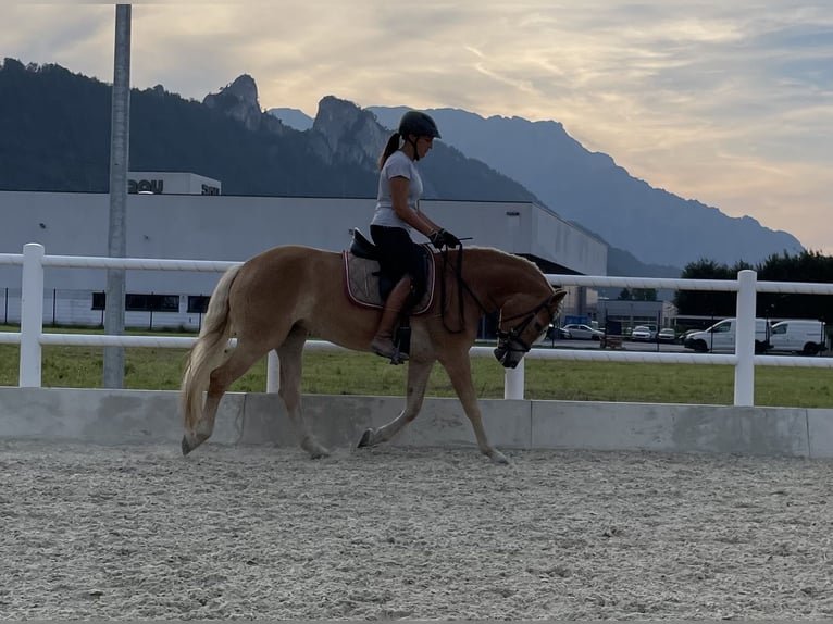 Haflinger / Avelignese Giumenta 3 Anni 148 cm Sauro in Goldegg