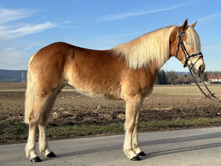 Haflinger / Avelignese Giumenta 3 Anni 148 cm Sauro in Riedlingen