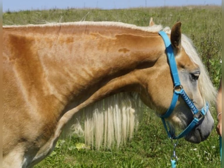 Haflinger / Avelignese Giumenta 3 Anni 149 cm Falbo in Gerersdorf bei Güssing