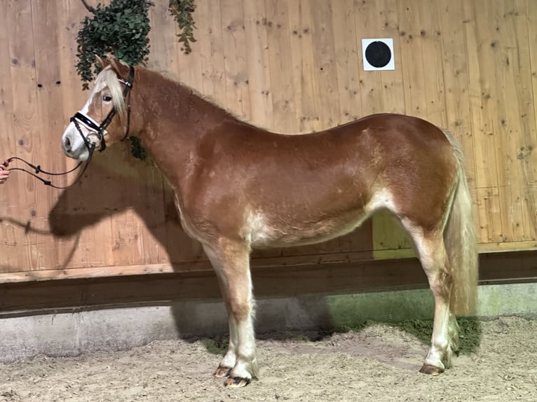 Haflinger / Avelignese Giumenta 3 Anni 149 cm Sauro in Riedlingen