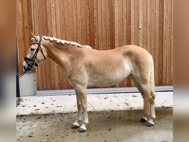 Haflinger / Avelignese Giumenta 3 Anni 150 cm in Walchsee