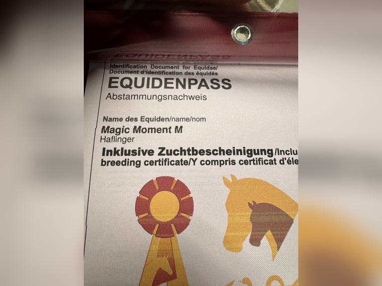 Haflinger / Avelignese Giumenta 3 Anni 150 cm in Hohenseeden