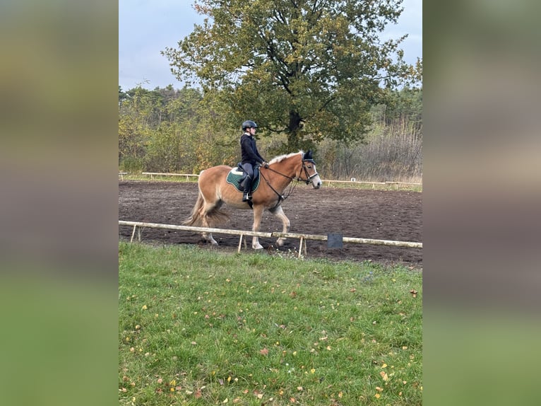 Haflinger / Avelignese Giumenta 3 Anni 150 cm in Hohenseeden