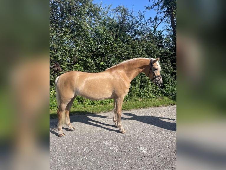 Haflinger / Avelignese Giumenta 3 Anni 150 cm Sauro in Ruderatshofen