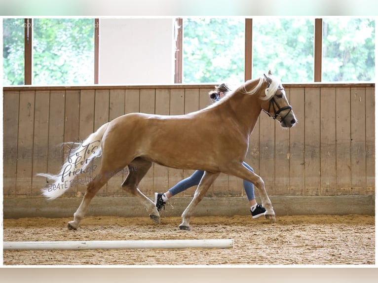 Haflinger / Avelignese Giumenta 3 Anni 150 cm Sauro in Ruderatshofen