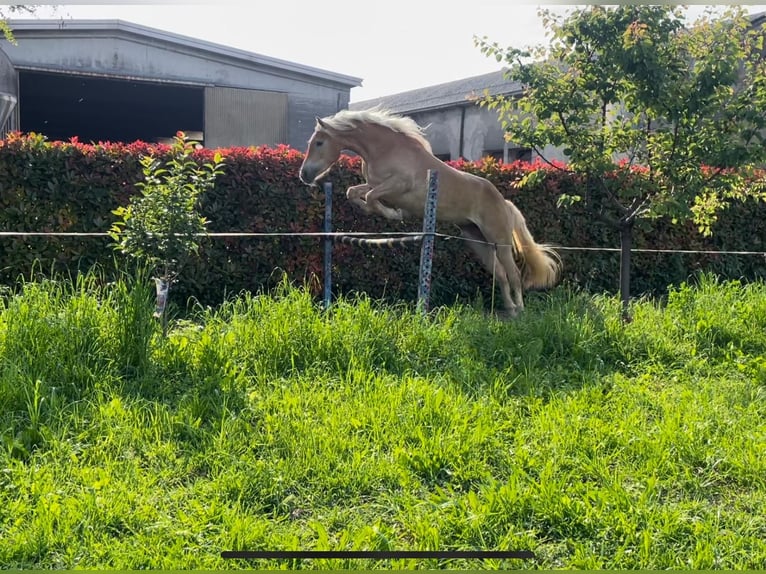 Haflinger / Avelignese Giumenta 3 Anni 150 cm Sauro in Caravaggio