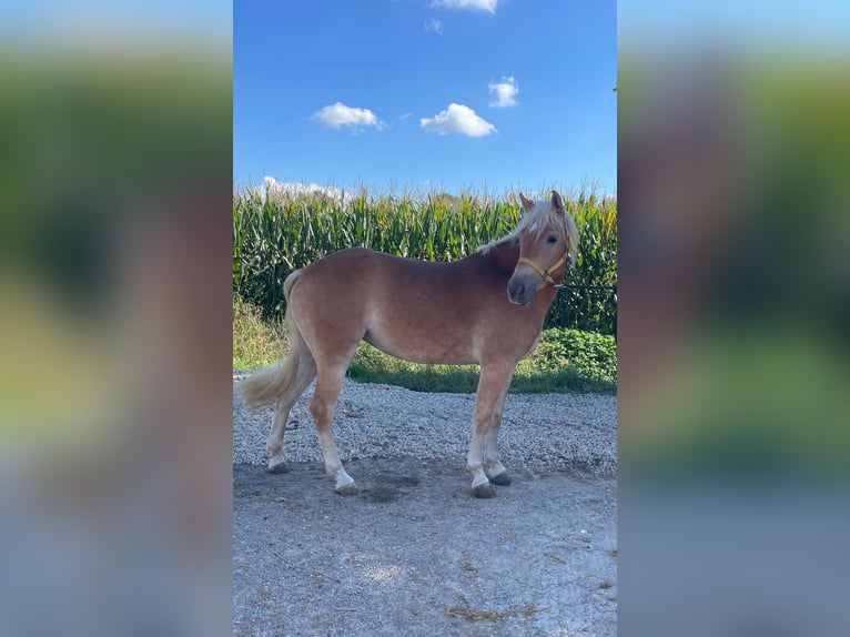 Haflinger / Avelignese Giumenta 3 Anni 150 cm Sauro in Caravaggio