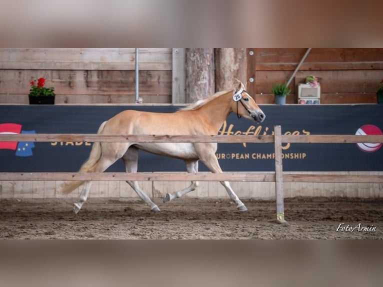 Haflinger / Avelignese Giumenta 3 Anni 150 cm Sauro in Hafling