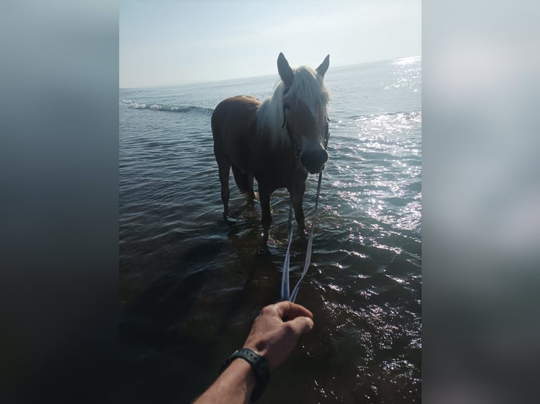 Haflinger / Avelignese Giumenta 3 Anni 150 cm Sauro in Hafling