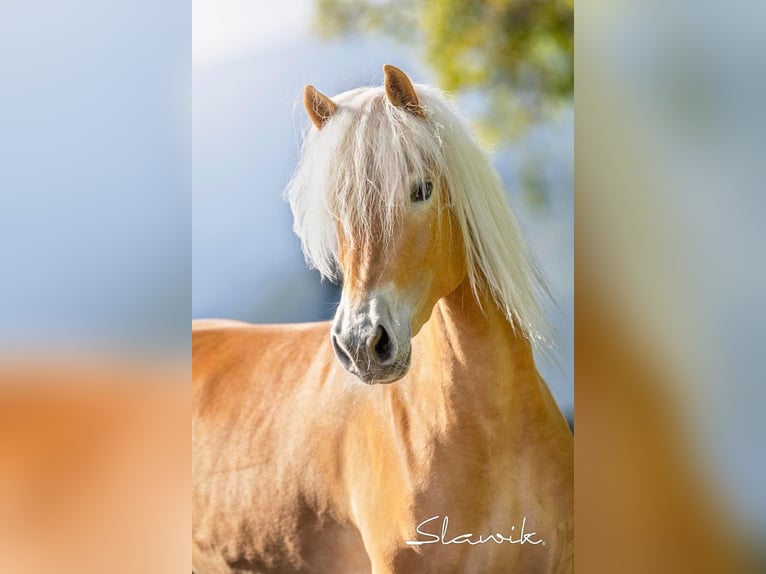 Haflinger / Avelignese Giumenta 3 Anni 150 cm Sauro in Tscherms