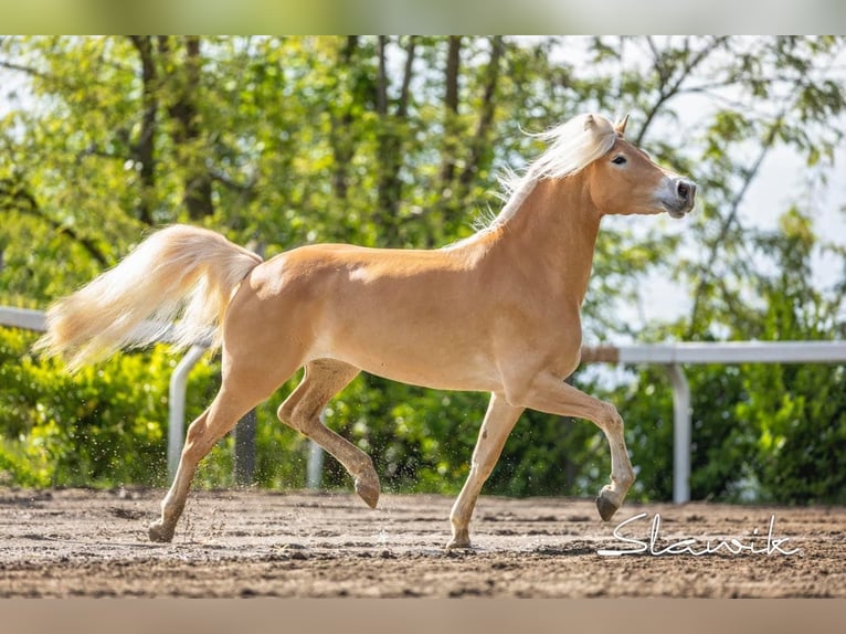 Haflinger / Avelignese Giumenta 3 Anni 150 cm Sauro in Tscherms