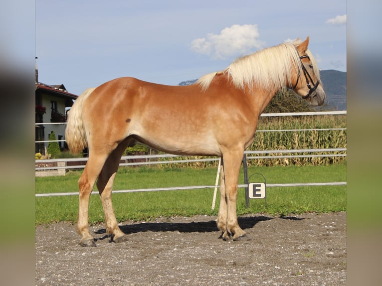 Haflinger / Avelignese Giumenta 3 Anni 152 cm Sauro in Kirchbichl