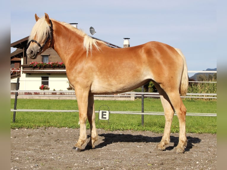 Haflinger / Avelignese Giumenta 3 Anni 152 cm Sauro in Kirchbichl